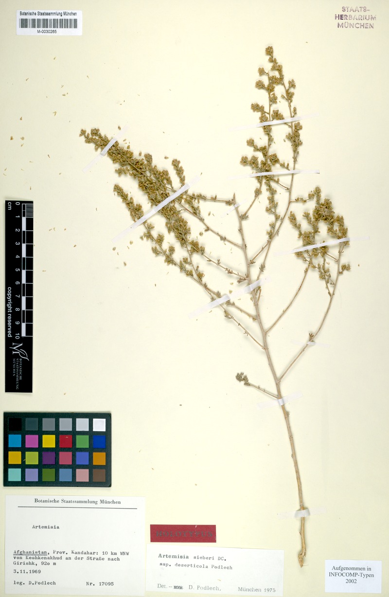 Artemisia dumosa