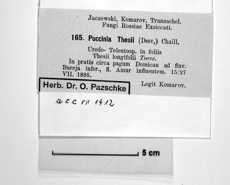 B 165: Puccinia thesii