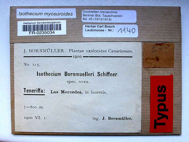 FR 215: Isothecium Bornmuelleri