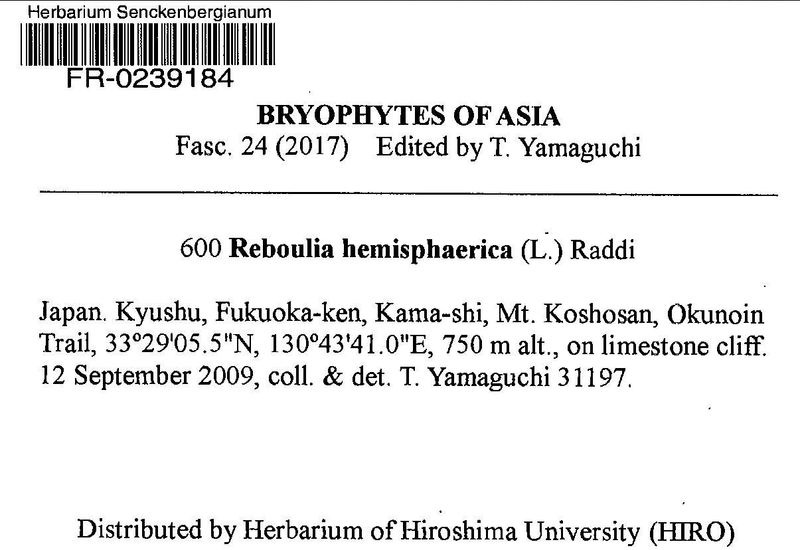 FR 600: Reboulia hemisphaeria