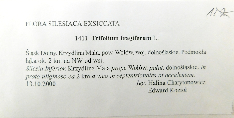 GZU 1411: Trifolium fragiferum