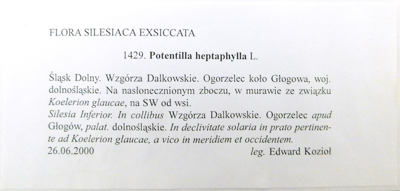GZU 1429: Potentilla heptaphylla