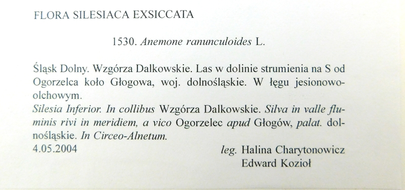 GZU 1530: Anemone ranunculoides