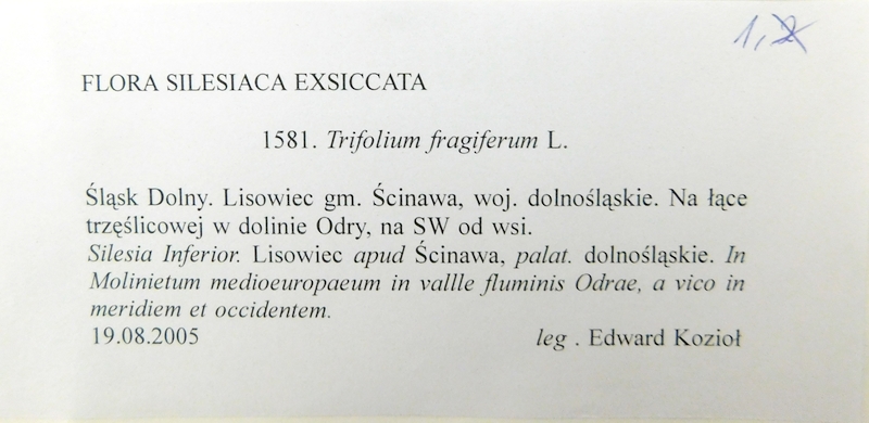 GZU 1581: Trifolium fragiferum