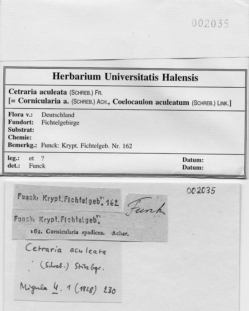 HAL 162: Cornicularia spadicea