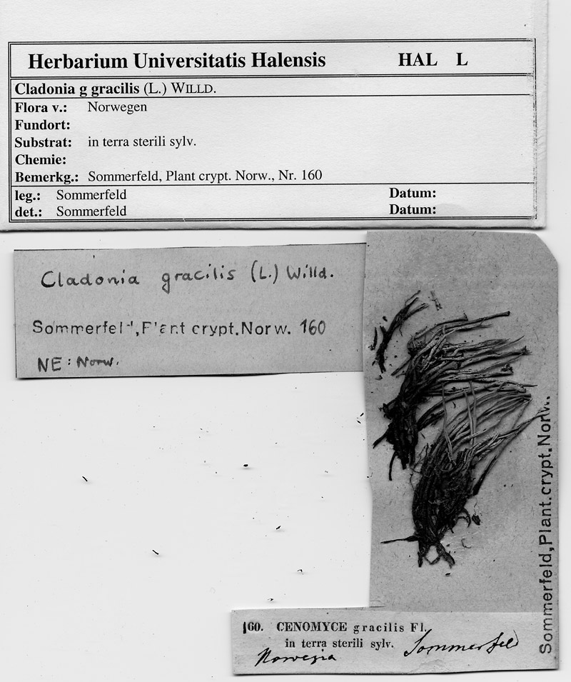 HAL 160: Cenomyce gracilis