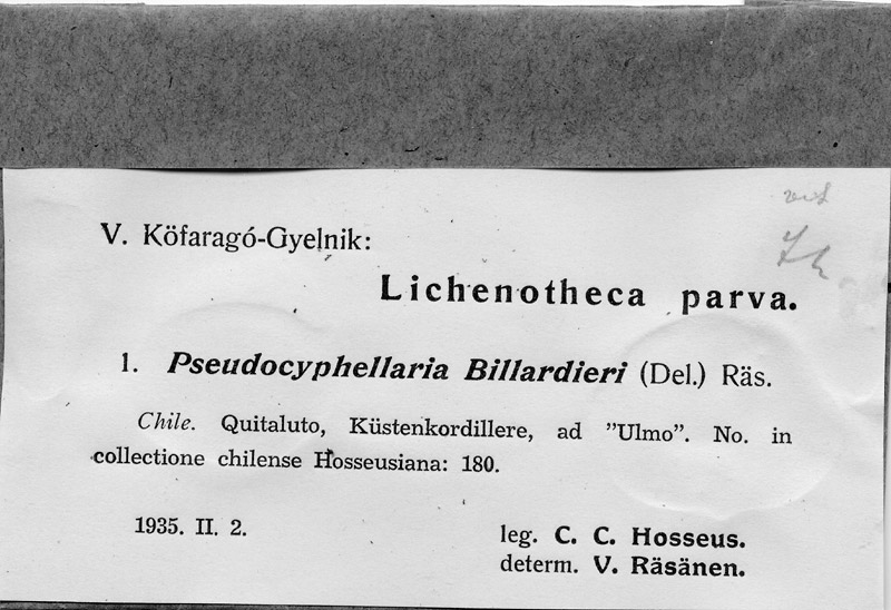 UPS 1: Pseudocyphellaria Billardieri