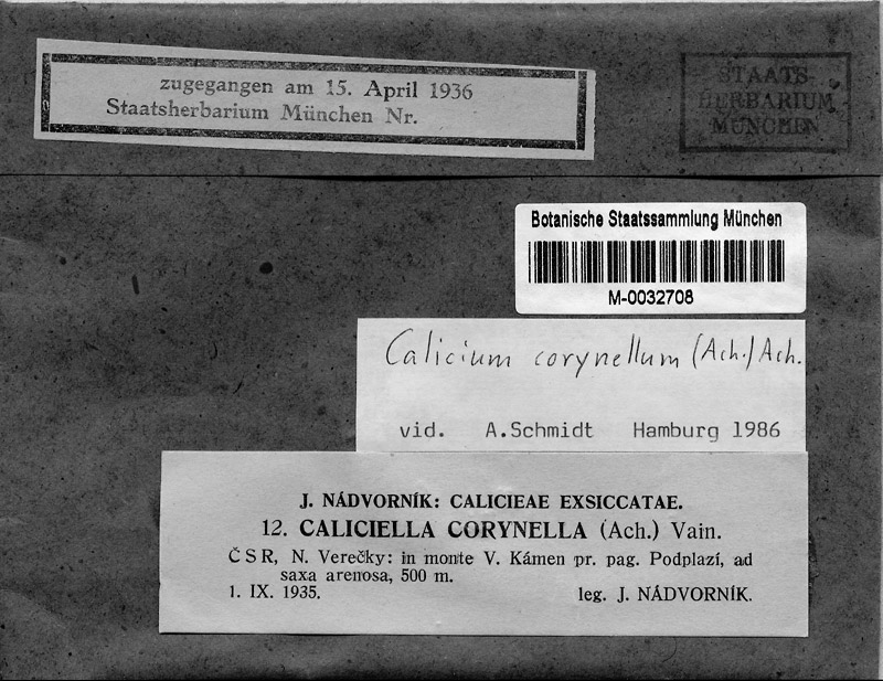 M 12: Caliciella corynella