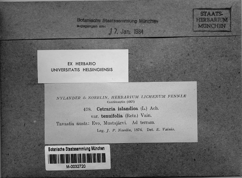M 478: Cetraria islandica var. tenuifolia