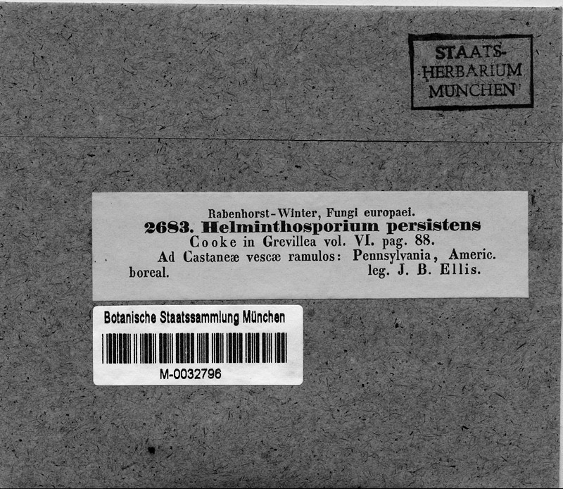 M 2683: Helminthosporium persistens