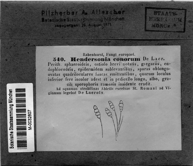 M 340: Hendersonia conorum