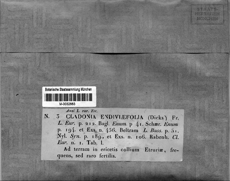 M 3: Cladonia endiviaefolia