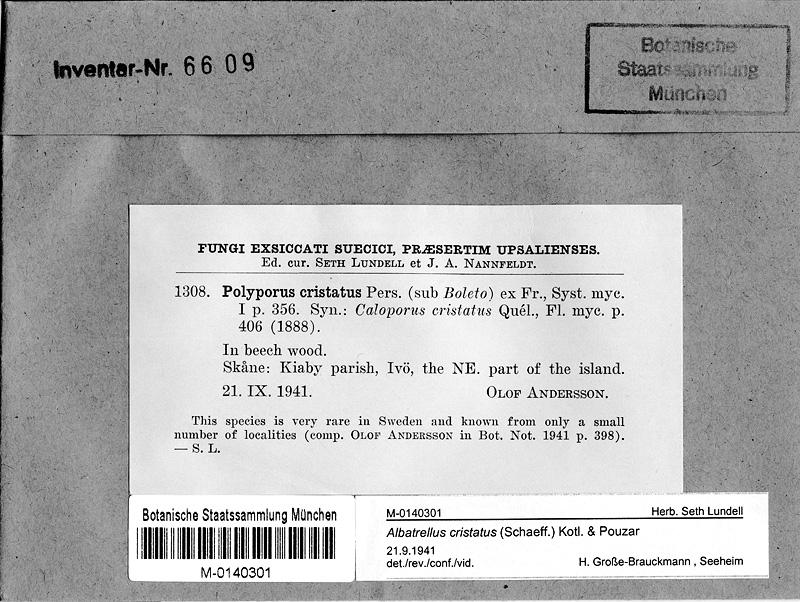M 1308: Polyporus cristatus