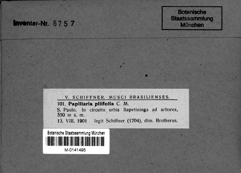 M Papillaria pilifolia: 