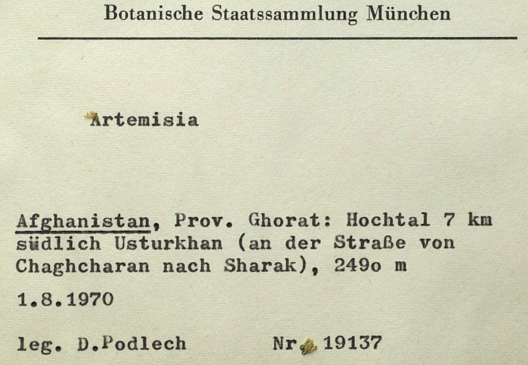 Artemisia ghoratensis