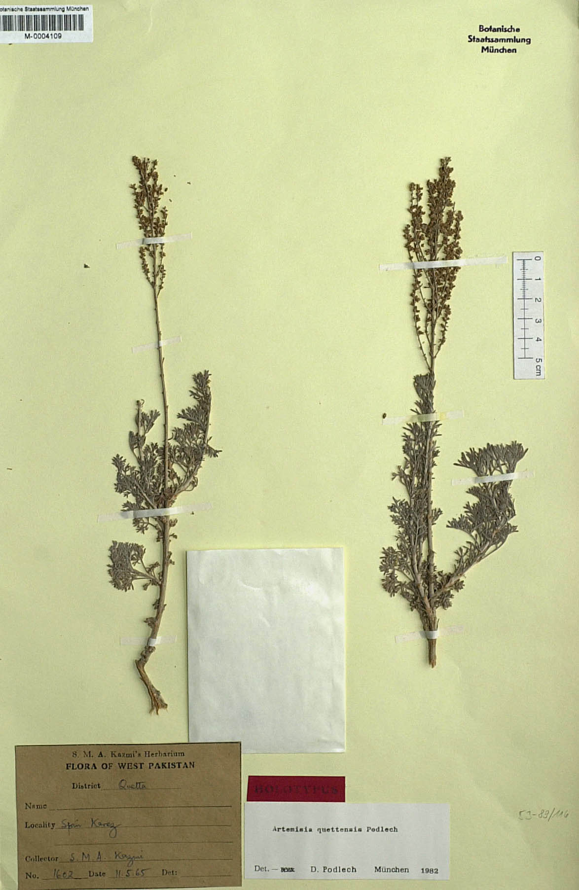Artemisia quettensis