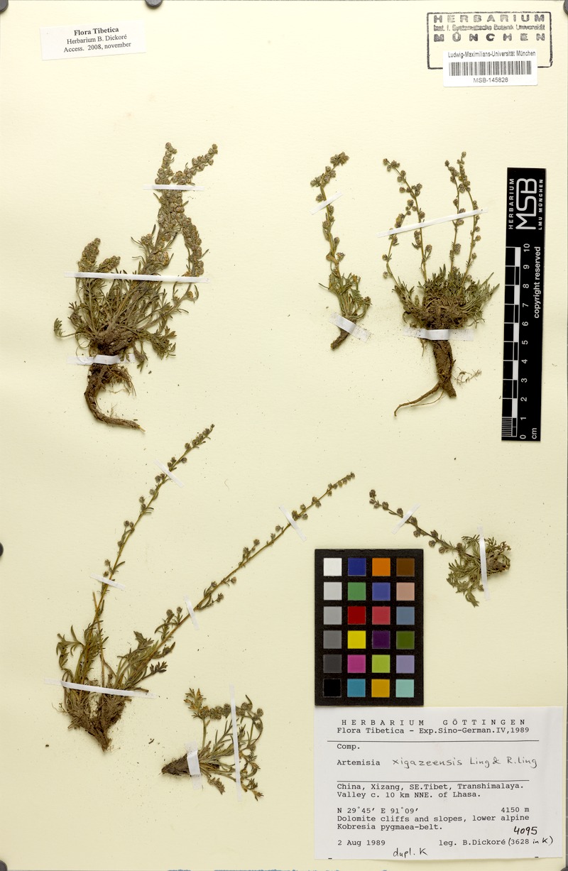 Artemisia xigazeensis