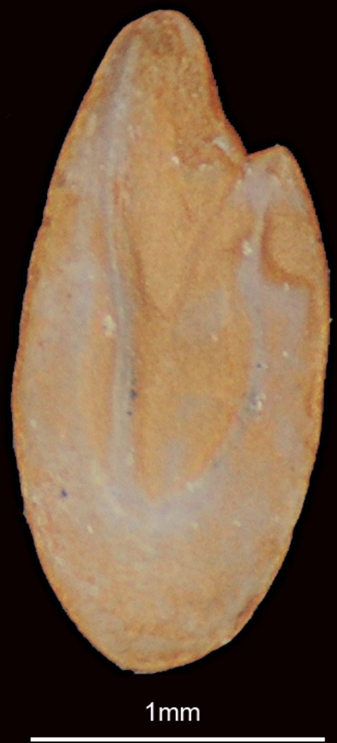 Anchovy (Stolephorus commersonnii) — Engraulidae