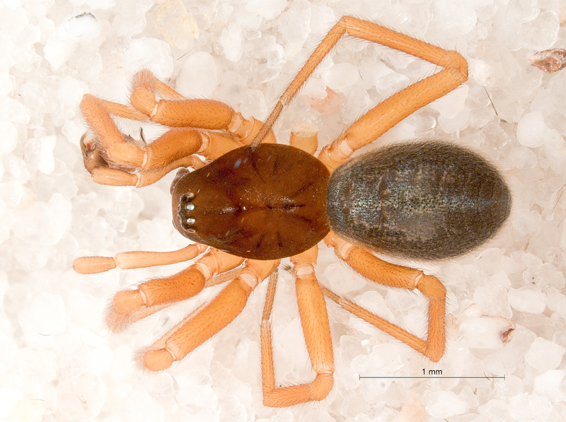 Walckenaeria obtusa Blackwall, 1836