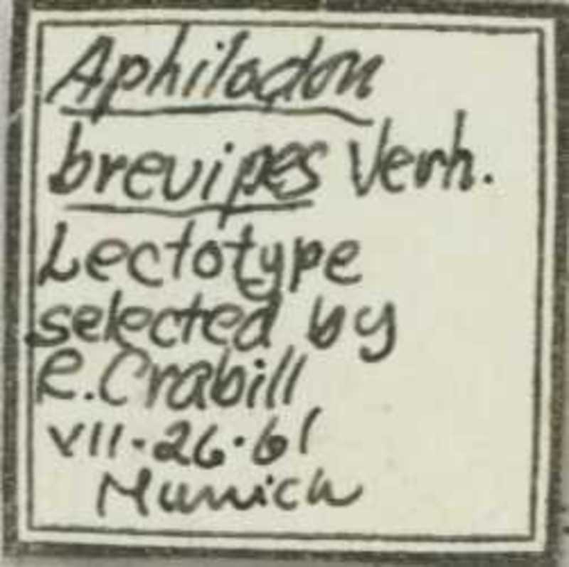 Aphilodon brevipes Verhoeff, 1938
