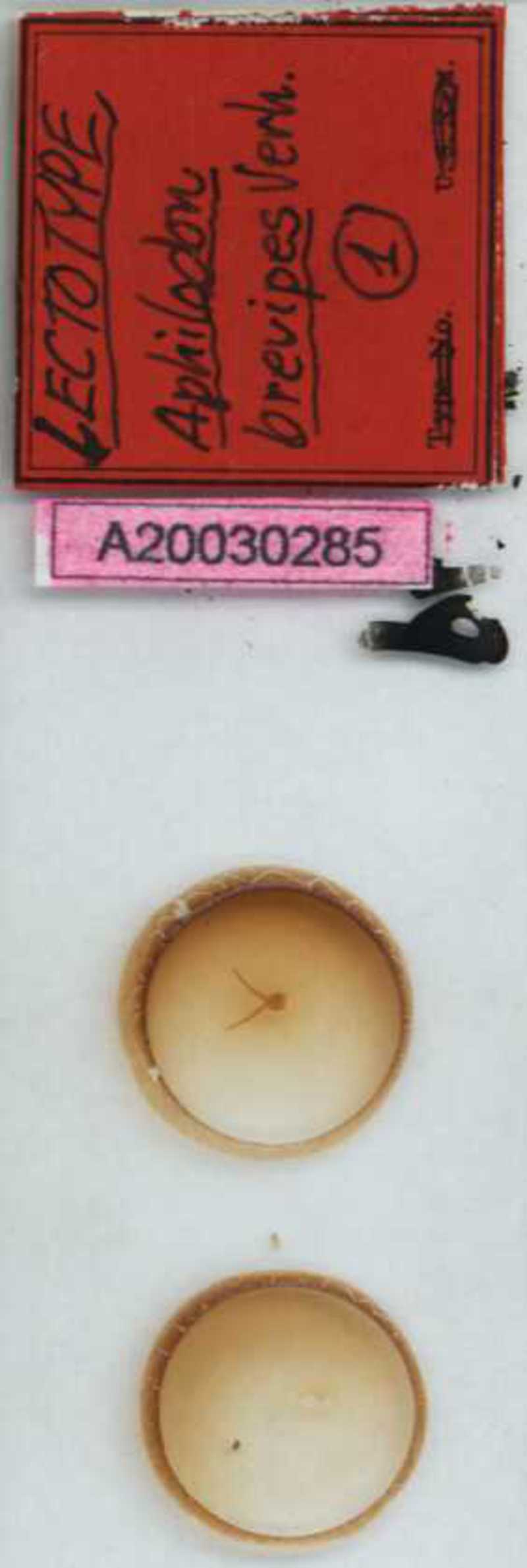 Aphilodon brevipes Verhoeff, 1938