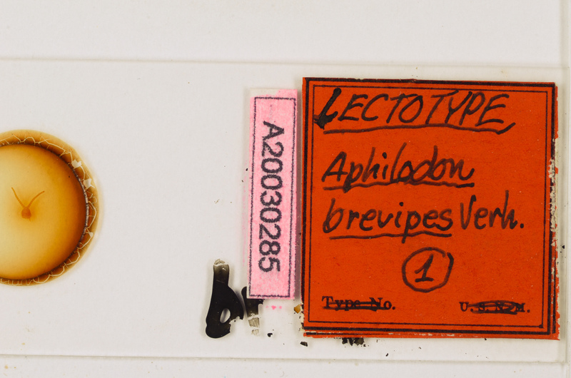 Aphilodon brevipes Verhoeff, 1938