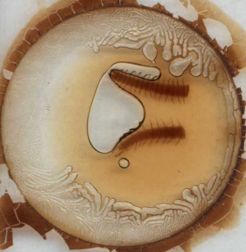 Aphilodon brevipes Verhoeff, 1938