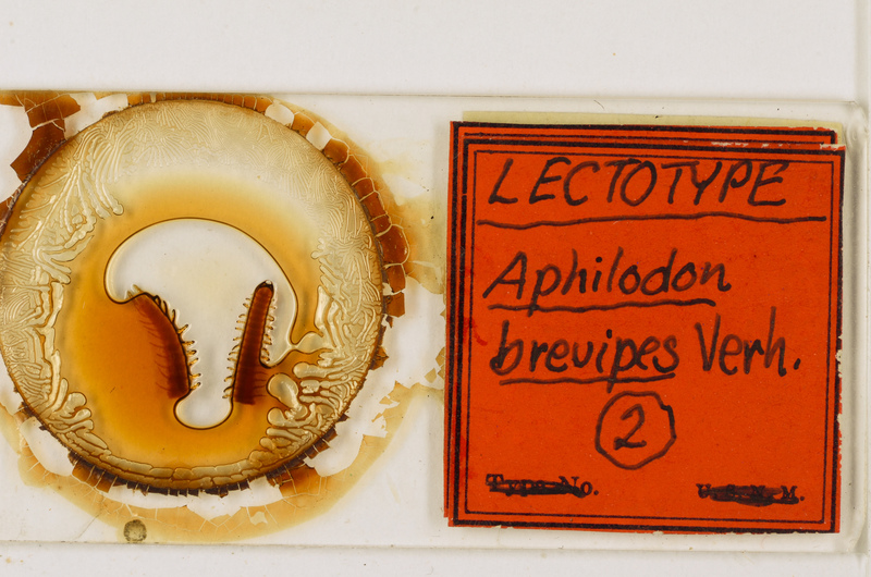 Aphilodon brevipes Verhoeff, 1938