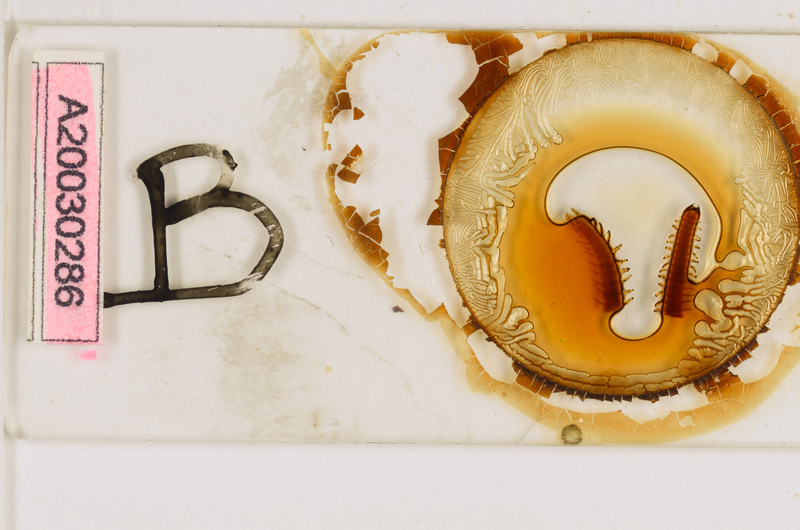 Aphilodon brevipes Verhoeff, 1938