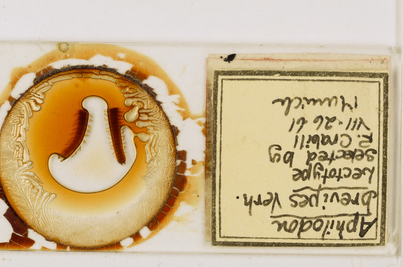 Aphilodon brevipes Verhoeff, 1938