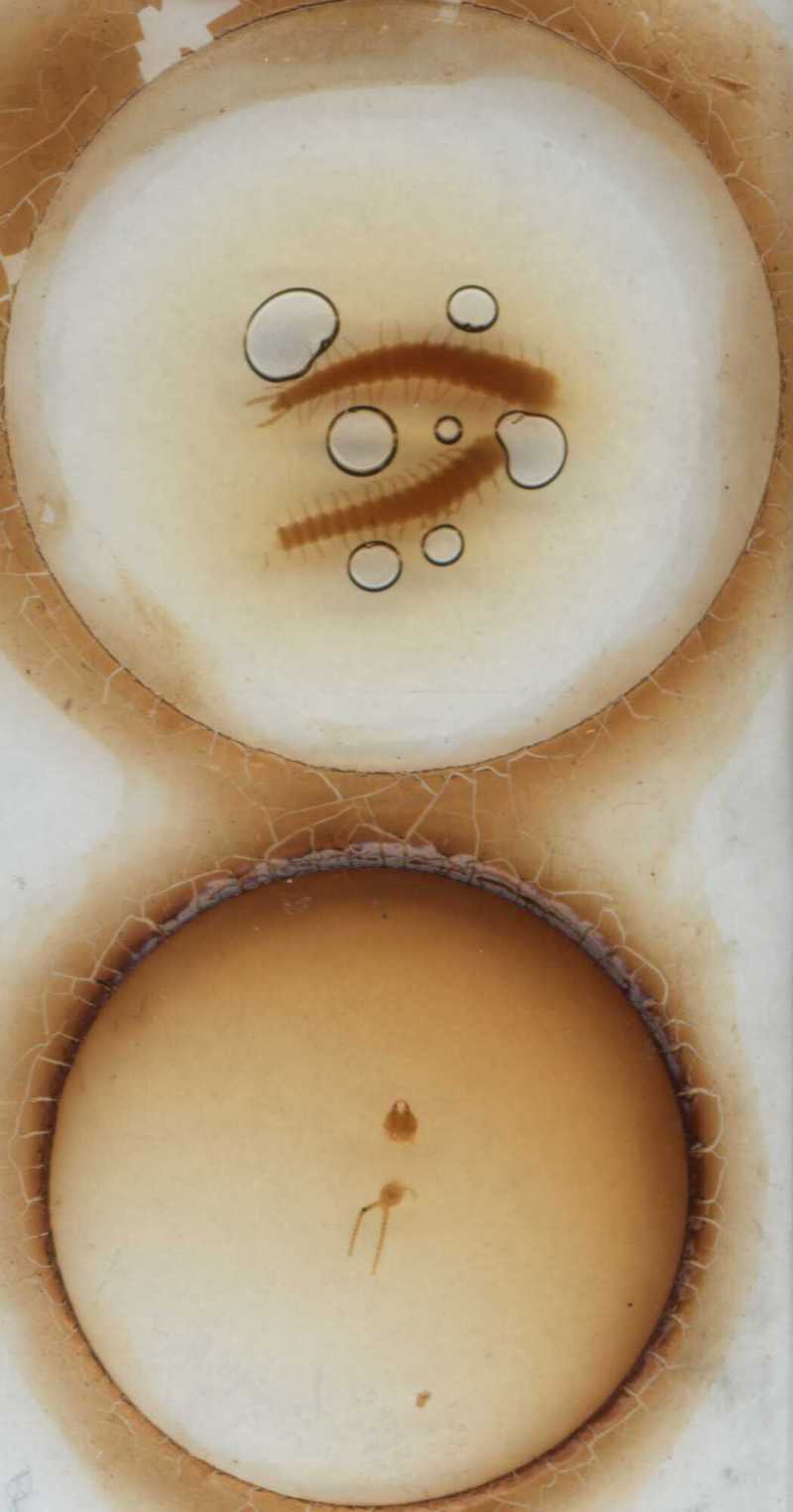Aphilodon brevipes Verhoeff, 1938