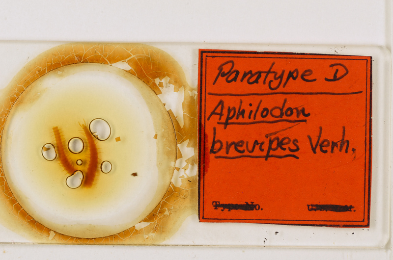 Aphilodon brevipes Verhoeff, 1938