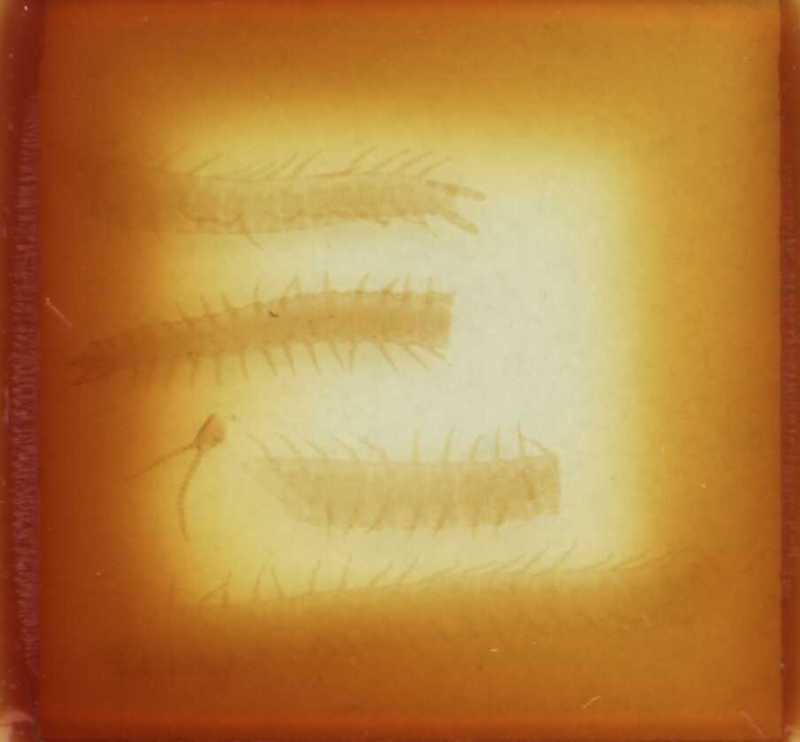 Aphilodon brevipes Verhoeff, 1938