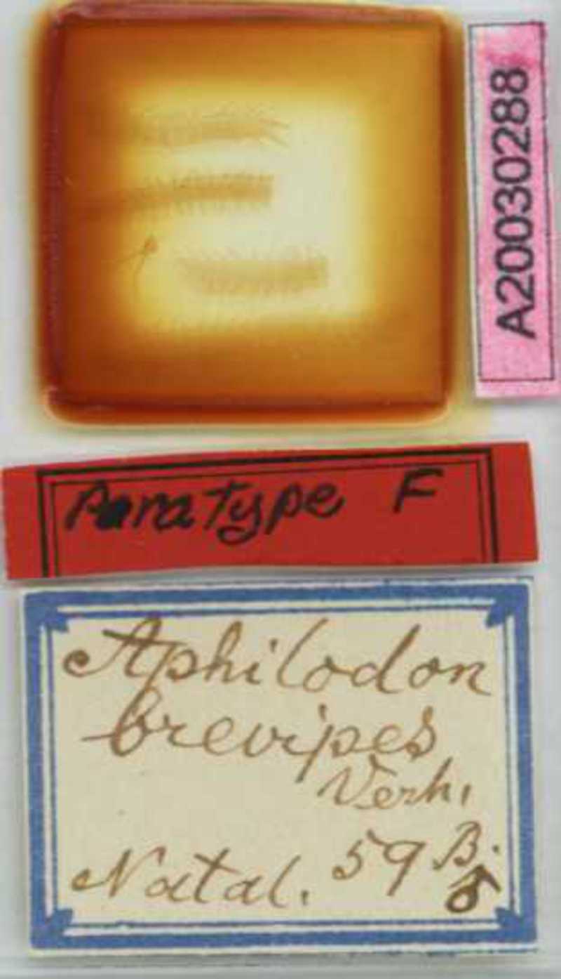 Aphilodon brevipes Verhoeff, 1938