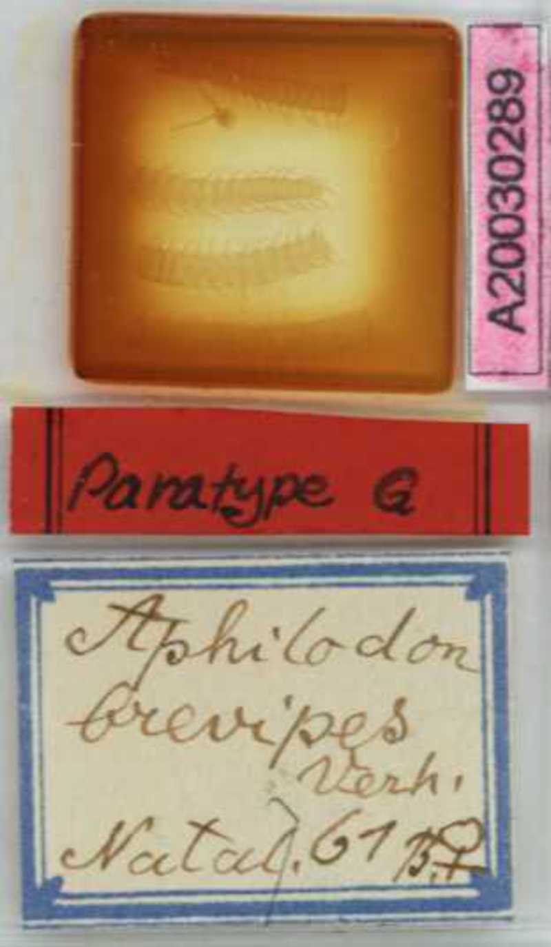 Aphilodon brevipes Verhoeff, 1938