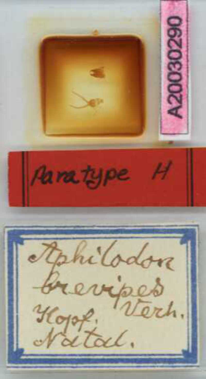 Aphilodon brevipes Verhoeff, 1938