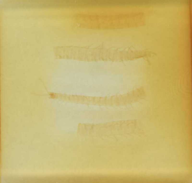 Aphilodon caffrarius Verhoeff, 1937