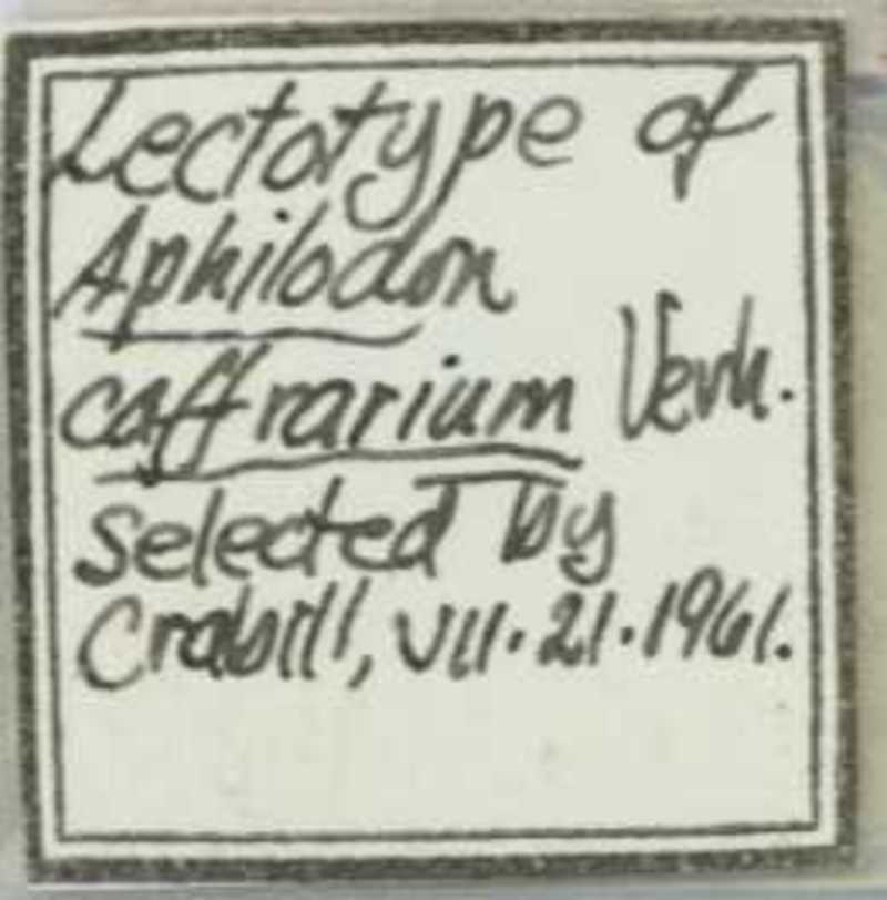 Aphilodon caffrarius Verhoeff, 1937