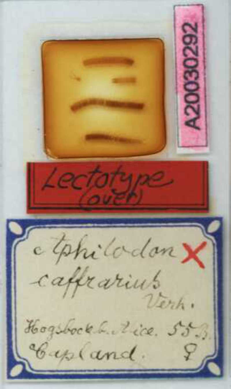 Aphilodon caffrarius Verhoeff, 1937