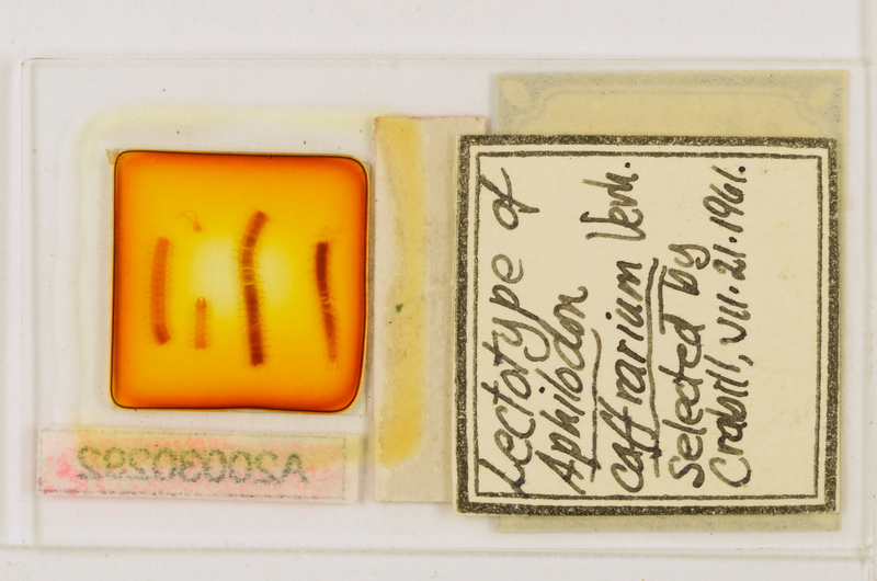 Aphilodon caffrarius Verhoeff, 1937
