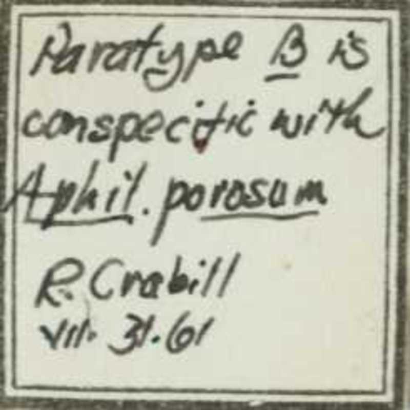 Aphilodon porosus Verhoeff, 1937
