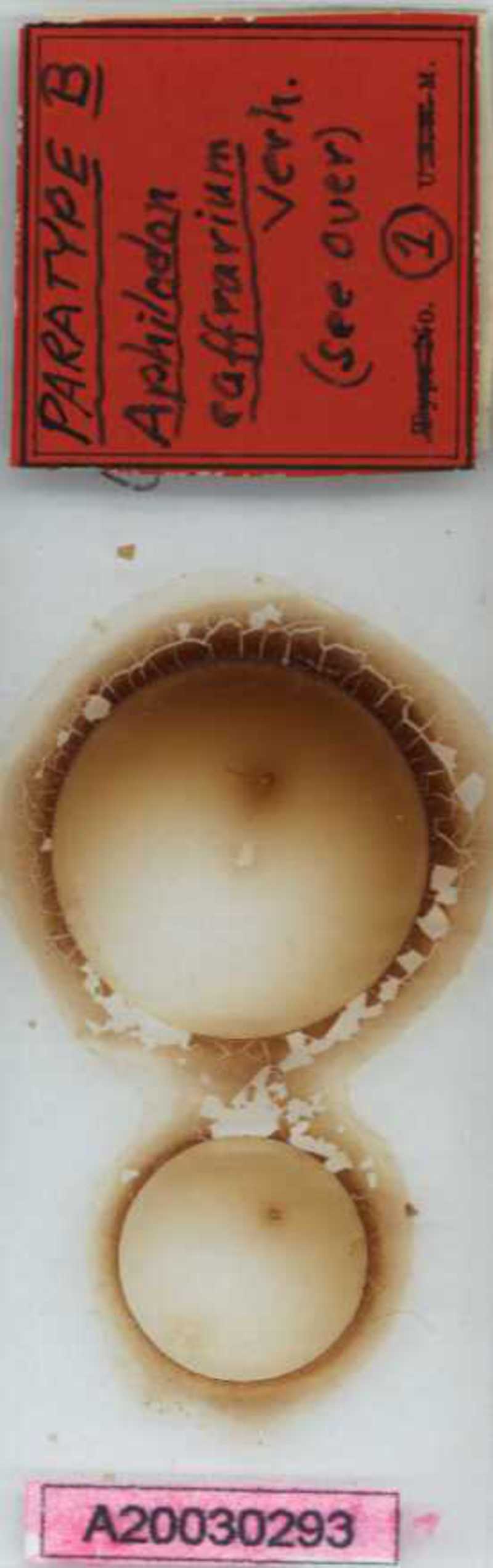Aphilodon porosus Verhoeff, 1937