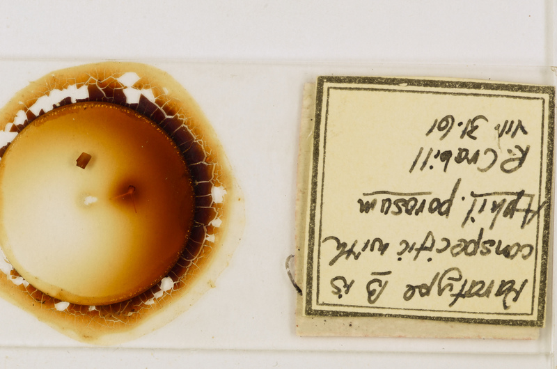 Aphilodon porosus Verhoeff, 1937
