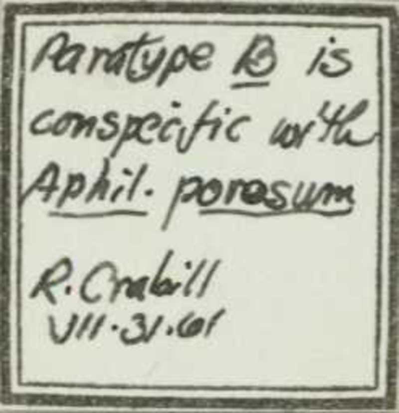 Aphilodon porosus Verhoeff, 1937