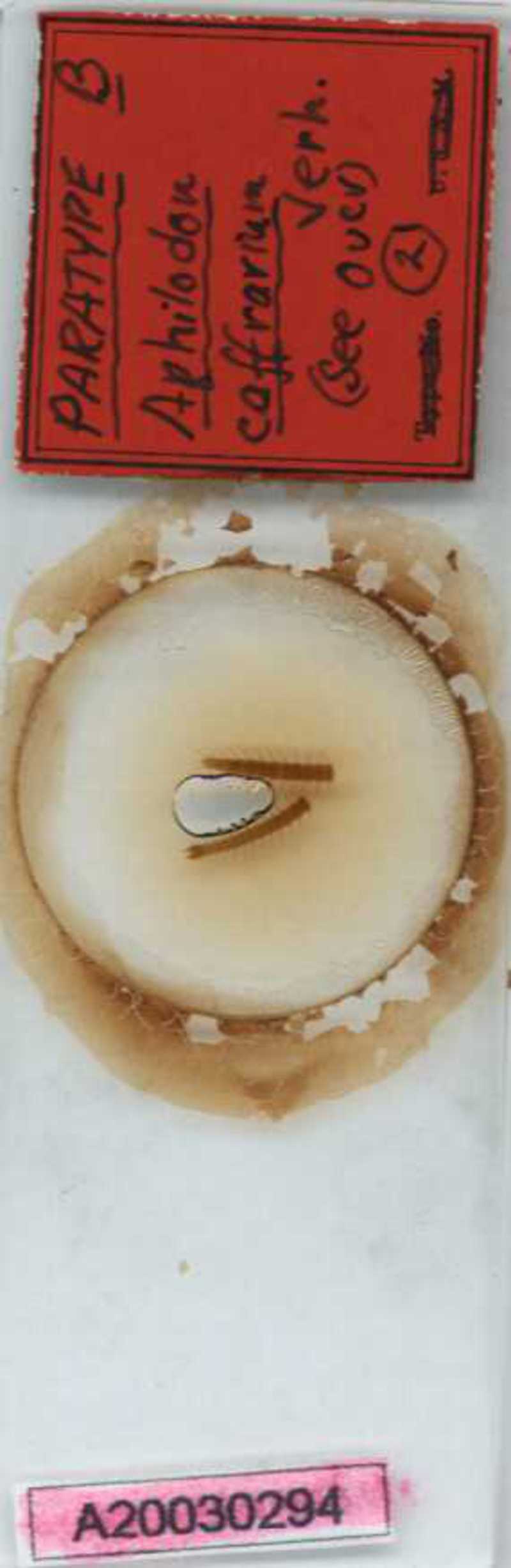 Aphilodon porosus Verhoeff, 1937