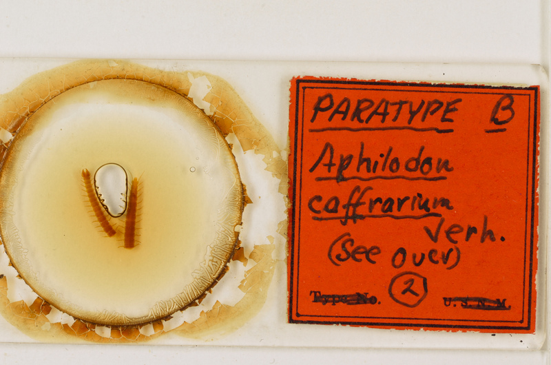 Aphilodon porosus Verhoeff, 1937