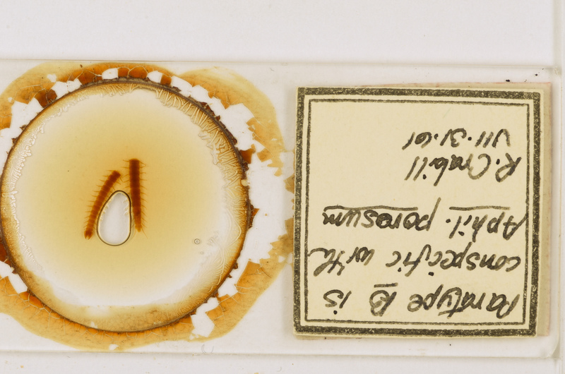 Aphilodon porosus Verhoeff, 1937