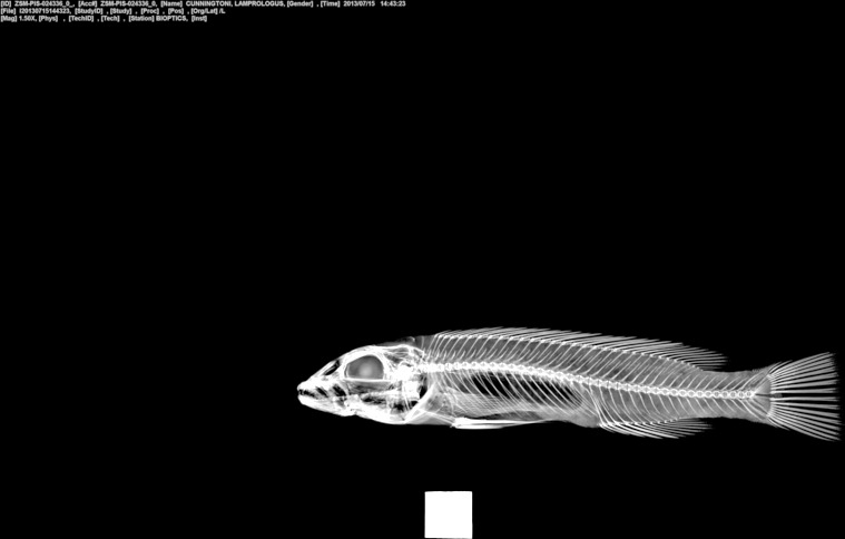 Lepidiolamprologus cunningtoni