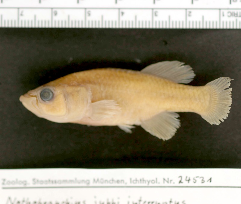 Kikambala nothobranch (Nothobranchius interruptus) — Nothobranchiidae