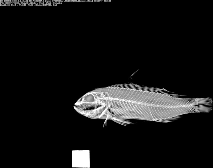 Triglachromis otostigma